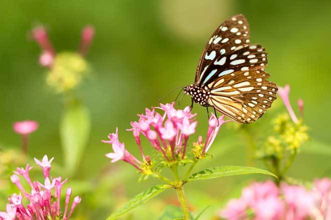 spring-butterfly