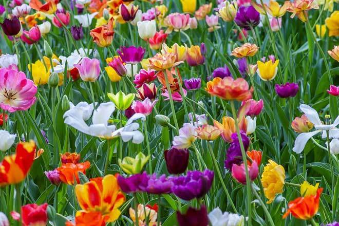 spring-meadow